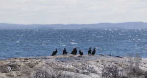 Flock of Albatrosses sit on rock at Bingi Bingi pount. Bingie (near Morua) . NSW. Australia