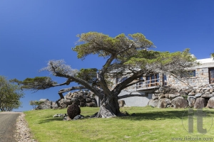 Huge trees and country house Bingie (near Morua) . NSW. Australia