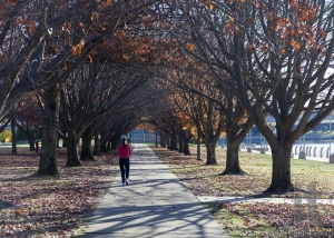 Autumn colours. Embankment of Burley Griffin Lake near National Gallery. Canberra. Australia