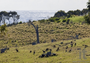 Kangaroos grazing. Bingie (near Morua) . NSW. Australia