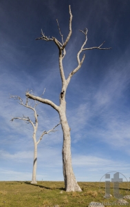 Typical countryside landscape with dead trees. Bingie. Nsw. Australia