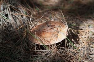 Saffron milk cap mushroom. State forest near Oberon. NSW. Australia.
