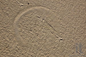 Sand texture for background. Close up. Top view . Port Stephens. Australia