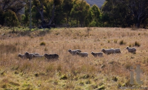 Sheep grazing. Tablelands near Oberon. New South Wales. Australia.