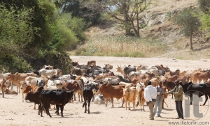 Monday Camel Market. Keren. Eritrea. Africa