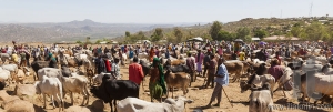 BABILE. ETHIOPIA - DECEMBER 23, 2013: Brahman bull, Zebu and other cattle for sale at one of the largest livestock market in the horn of Africa countries.