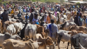 BABILE. ETHIOPIA - DECEMBER 23, 2013: Brahman bull, Zebu and other cattle for sale at one of the largest livestock market in the horn of Africa countries.