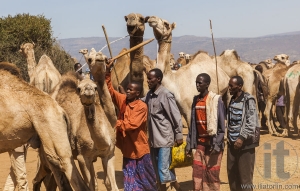BABILE. ETHIOPEA - DECEMBER 23, 2013: Camels for sale at one of the largest livestock market in the horn of Africa countries.