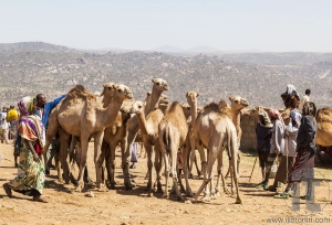 BABILE. ETHIOPEA - DECEMBER 23, 2013: Camels for sale at one of the largest livestock market in the horn of Africa countries.
