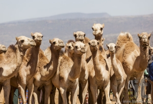 Camels for sale at livestock market. Babile. Ethiopea.
