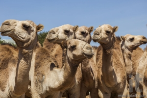 Camels for sale at livestock market. Babile. Ethiopea.