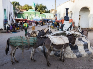 Donkeys wait to be loaded on market square of walled city of Jugol.  Ethiopian donkey population is biggest in Africa and also the second largest in the world after China. Harar. Ethiopia.