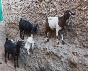 Goats stand on vertical wall of the house in ancient city of Jugol. Harar. Ethiopia.