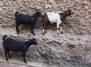 Goats stand on vertical wall of the house in ancient city of Jugol. Harar. Ethiopia.