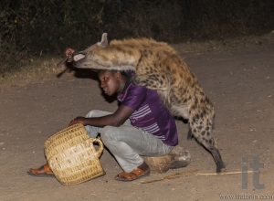 Man feeds a spotted hyena (crocuta crocuta) in ancient city of Jugol. Tradition that started some years ago still maintained today.