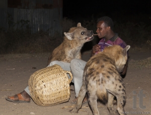 Man feeds spotted hyenas (crocuta crocuta) in ancient city of Jugol. Tradition that started some years ago still maintained today.