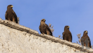 Lanner falcons on the walls of camel meat butchery in walled cit