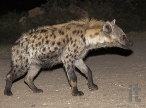 Spotted hyena (crocuta crocuta) in ancient city of Jugol. Harar. Ethiopia.
