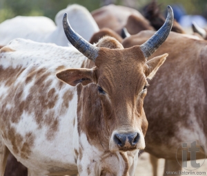 Brahman (or Zebu) bulls get prepared for bull jumping ceremony.