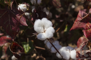 Close up of cotton boll. Weita. Omo Valley. Ethiopia.