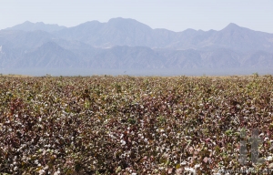 Cotton field near Weita. Omo Valley. Ethiopia.