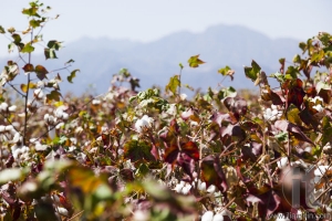 Cotton field near Weita. Omo Valley. Ethiopia.