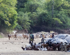Hamar shepherds with their herd in a dry river bed.