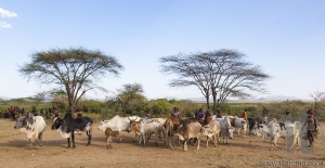 People prepare bulls for bull jumping ceremony.