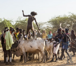 Young man jumps of the bulls.