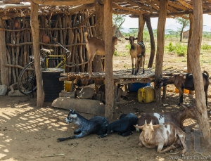 Traditional tsemay houses. Small village in tsemay territory near Weita. Omo Valley. Ethiopia.