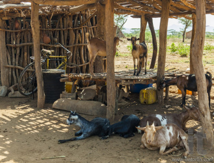 Traditional tsemay houses. Small village in tsemay territory near Weita. Omo Valley. Ethiopia.