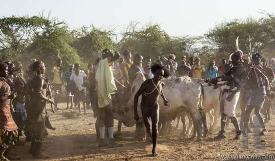 Young man jumps of the bulls.