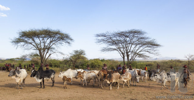 People prepare bulls for bull jumping ceremony.