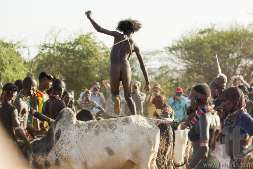 Young man jumps of the bulls.