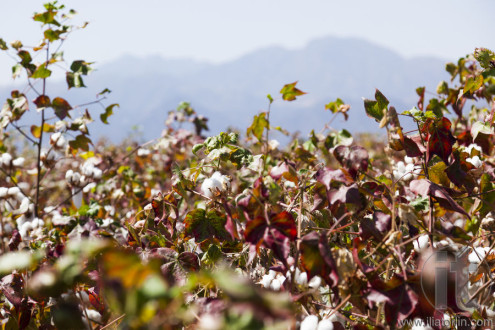 Cotton field near Weita. Omo Valley. Ethiopia.