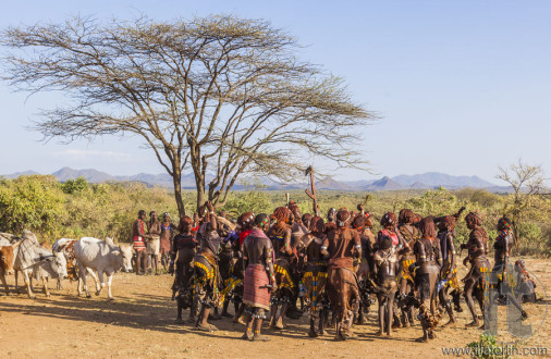 Group of Hamar women dance at bull jumping ceremony.