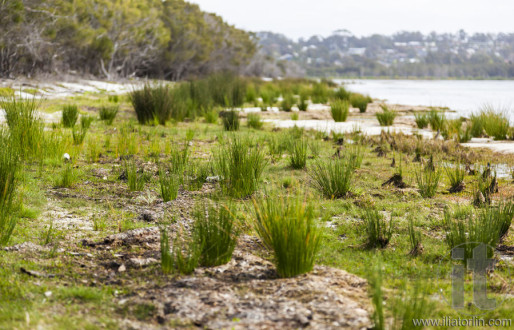 Coila lakeside. Bingie (near Morua). NSW. Australia