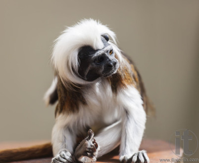 Cotton-Top Tamarin (Saguinus Oedipus). They are one of the smallest of the primates. Live in Costa Rica and north western Columbia.