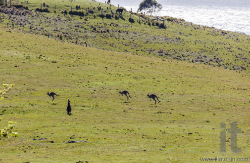Hopping kangaroos. Bingie (near Morua) . NSW. Australia