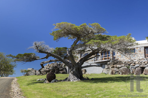 Huge trees and country house Bingie (near Morua) . NSW. Australia