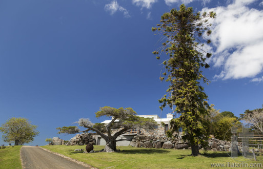 Huge trees and country house Bingie (near Morua) . NSW. Australia