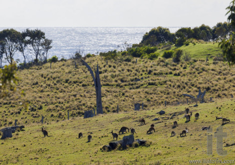 Kangaroos grazing. Bingie (near Morua) . NSW. Australia
