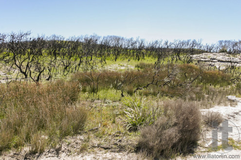 Landscape after bushfire. Booderee National Park. NSW. Australia