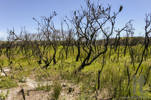 Landscape after bushfire. Booderee National Park. NSW. Australia