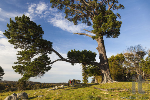 Landscape with a huge pine tree. Bingie. Nsw. Australia.