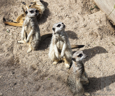 Meerkat (Suricata suricatta). Live in savannah and desert areas of Angola, southern Botswana, Namibia and South Africa.