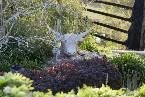 Sculpture of Zeus-bull with trident in his hand. Bingie. Nsw. Australia.