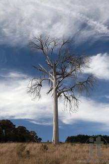 A rural landscape with dead tree. Near Oberon. New South Wales. Australia.