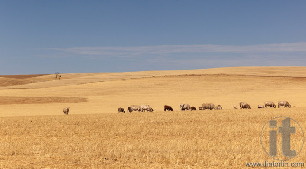 Cattle grazing on dry yellow meadow. South Australia.