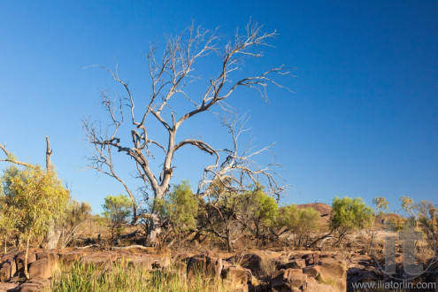 Dry tree. Flinders Ranges. South Australia